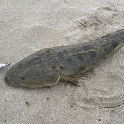 マゴチ