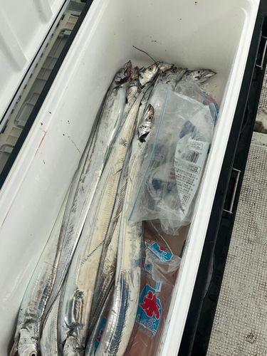 タチウオの釣果