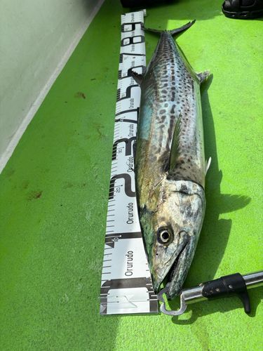 サワラの釣果