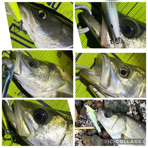 シーバスの釣果