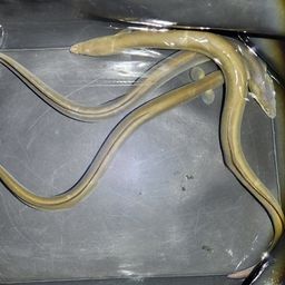 ウナギ