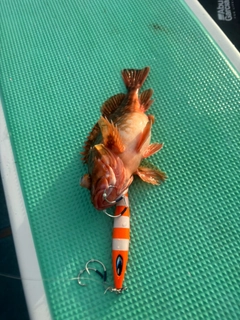 ウッカリカサゴの釣果