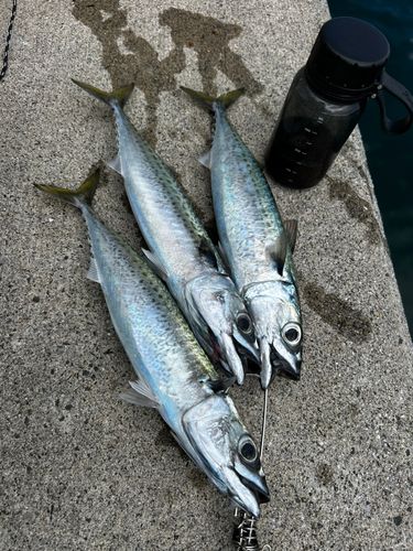 マサバの釣果