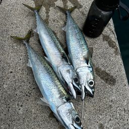 マサバ