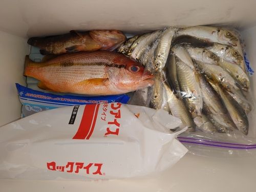 ヨコスジフエダイの釣果