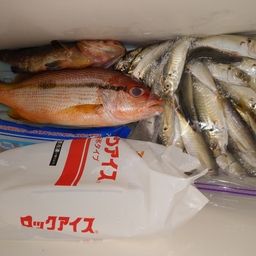 ヨコスジフエダイ