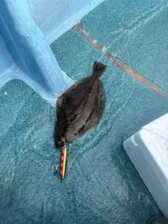 ムシガレイの釣果