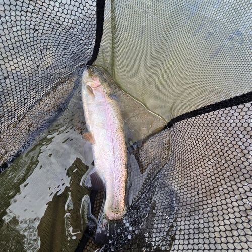 ニジマスの釣果