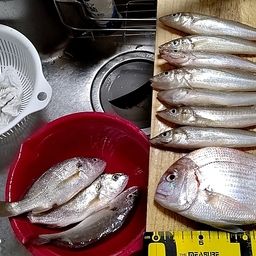 シロギス