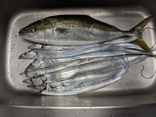 メジロの釣果