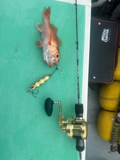 アカムツの釣果