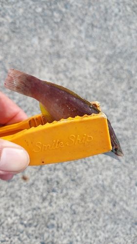 カワハギの釣果
