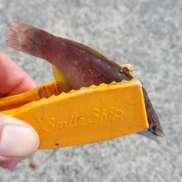 カワハギ