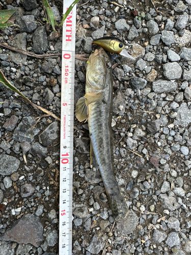 ハゼの釣果