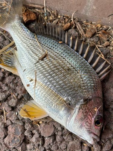 キビレの釣果