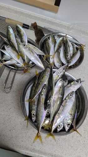 サバの釣果