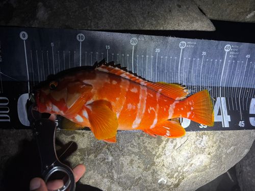 アカハタの釣果