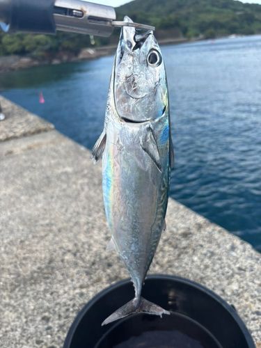 海上つり堀まるや