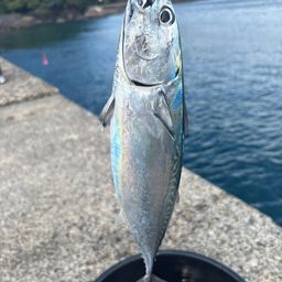 ソウダガツオ