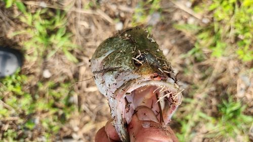 ブラックバスの釣果