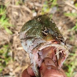ブラックバス