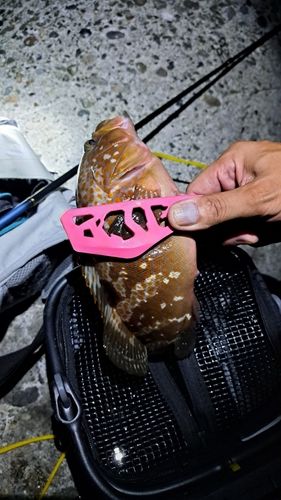 キジハタの釣果