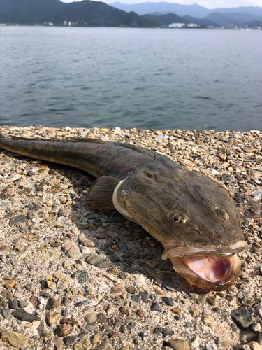 マゴチの釣果