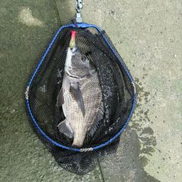 チヌ