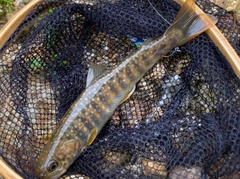イワナの釣果