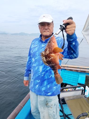ヘダイの釣果