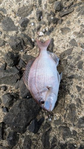 ベラの釣果