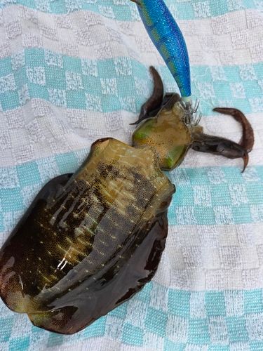 アオリイカの釣果