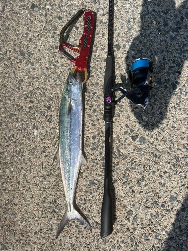 サゴシの釣果