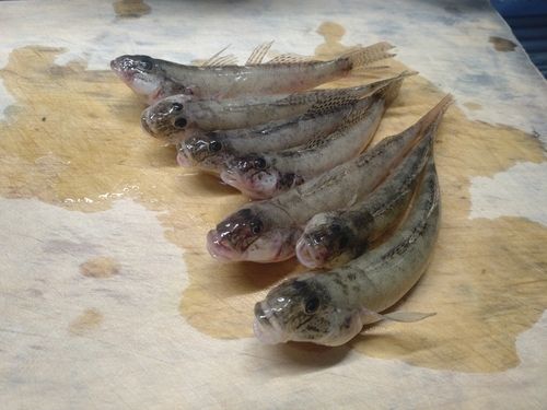 マハゼの釣果
