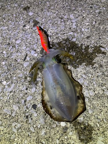 アオリイカの釣果