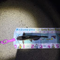 アメリカナマズ