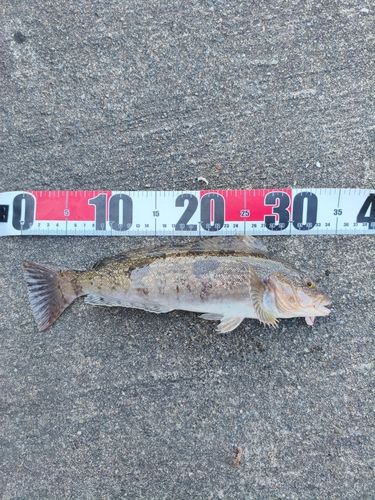 アイナメの釣果