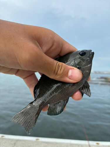 メジナの釣果