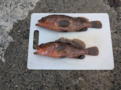 キジハタの釣果