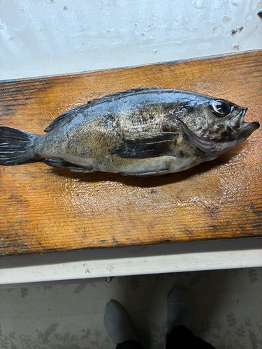 オキメバルの釣果
