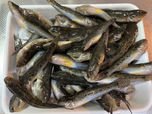 ハゼの釣果
