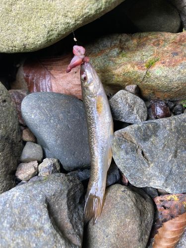アブラハヤの釣果
