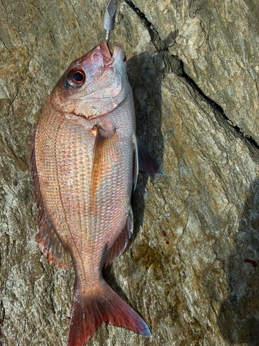 タイの釣果