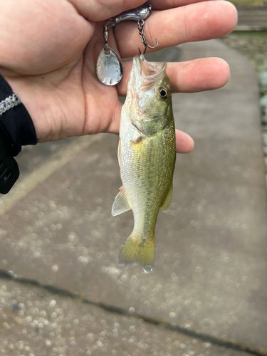 ラージマウスバスの釣果