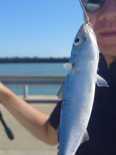 サバの釣果