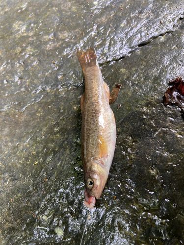 アブラハヤの釣果