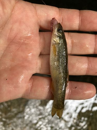 アブラハヤの釣果