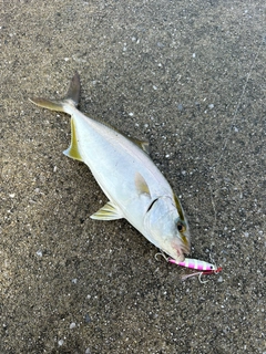 ネリゴの釣果