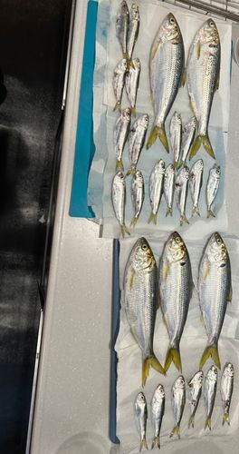 オリジナルメーカー海釣り公園