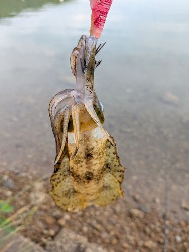 浦ノ内湾